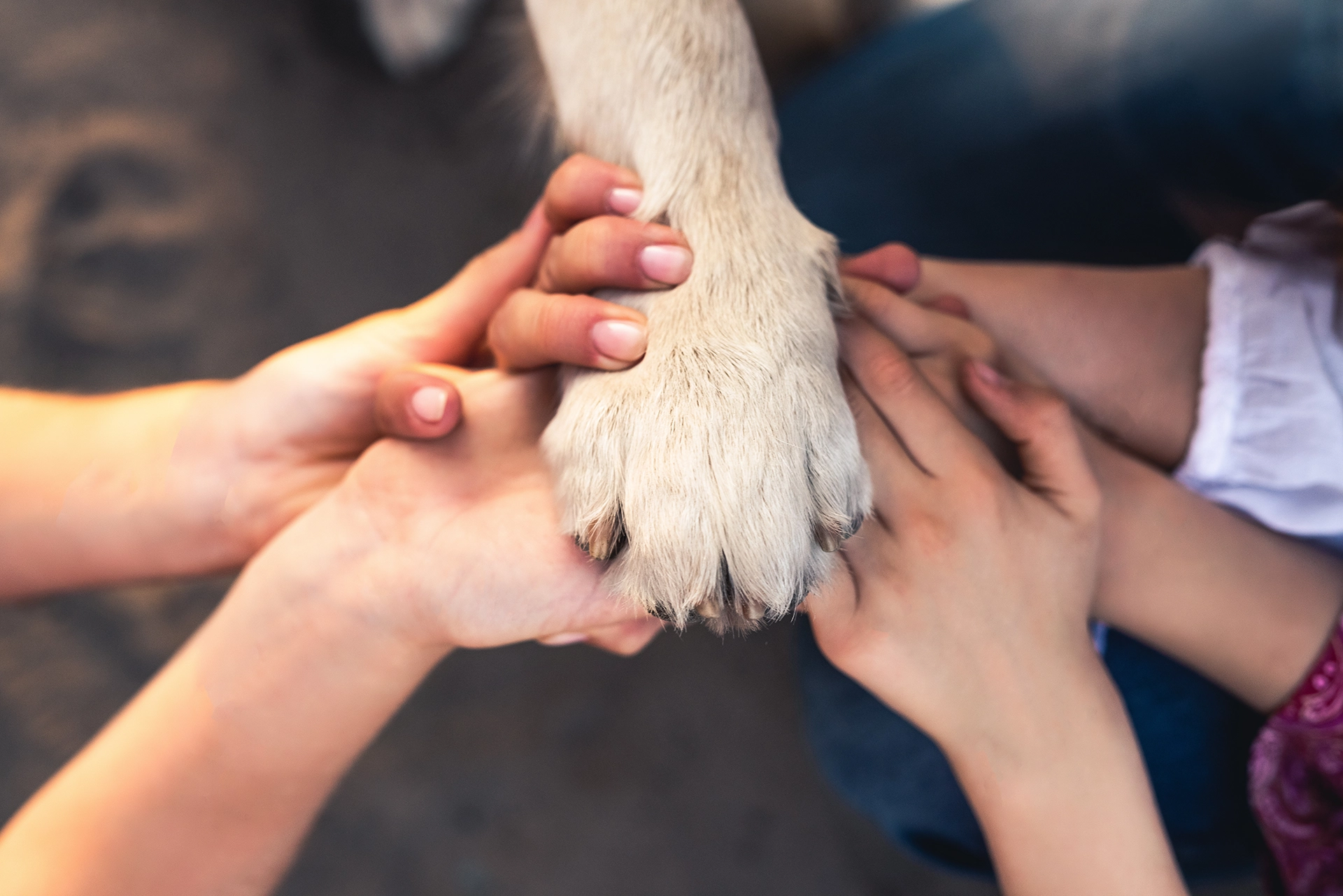Nacional Funerária Grupo SENAP Serviços de Cremação de Animais
